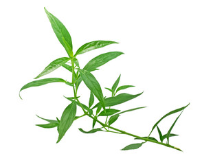 Kariyat , The Creat isolated on white background.