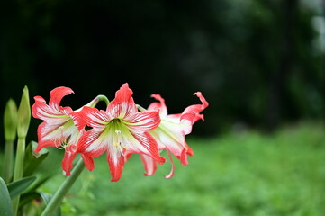 Spring bursts forth! A fiery red amaryllis blooms, its large petals a symbol of joy. This elegant...