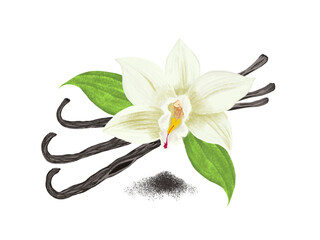 バニラ（花と種）