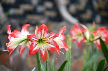 Spring bursts forth! A fiery red amaryllis blooms, its large petals a symbol of joy. This elegant...
