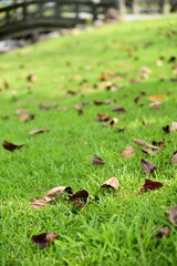 Close-up shot of spring park fallen leaves, against a backdrop of a Japanese-style stone bridge, blending natural scenery with Japanese style, adding an elegant and serene atmosphere to the park.