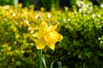 Yellow narcissus flower with blurred background