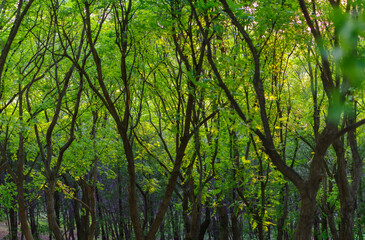 green forest in the morning. panoramic view of green broad leaved forest, Sophora japonica forest, a leafy shade image