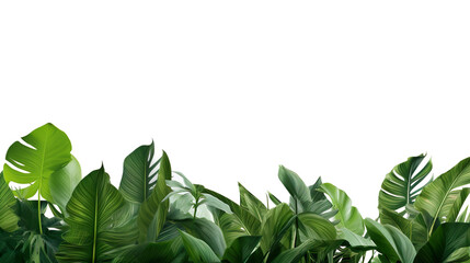 Obraz premium Various beautiful green leaves of a tropical plant isolated on a white background, high resolution.