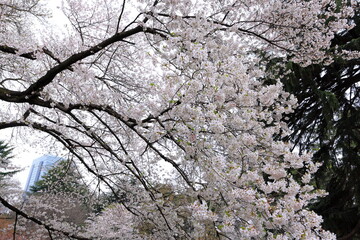Shinjuku Gyoen National Garden with spring cherry blossom (sakura) in Shinjuku City, Tokyo, japan