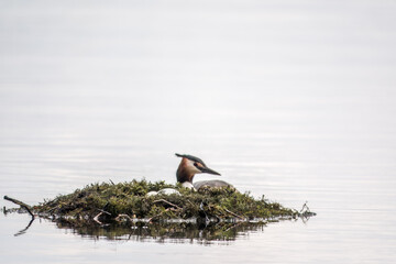 The waterfowl bird Great Crested Grebe swimming in the lake near its nest with eggs