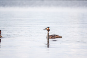 The waterfowl bird Great Crested Grebe swimming in the calm lake