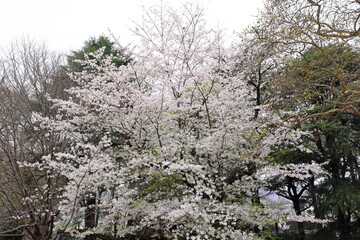 Shinjuku Gyoen National Garden with spring cherry blossom (sakura) in Shinjuku City, Tokyo, japan