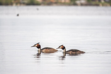 Two Great Crested Grebes swim in the lake