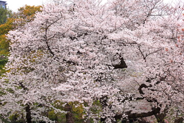 Shinjuku Gyoen National Garden with spring cherry blossom (sakura) in Shinjuku City, Tokyo, japan
