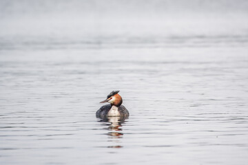 The waterfowl bird Great Crested Grebe swimming in the calm lake