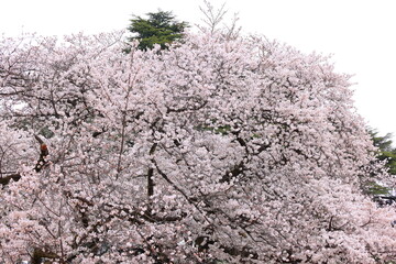 Shinjuku Gyoen National Garden with spring cherry blossom (sakura) in Shinjuku City, Tokyo, japan