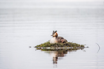 Great Crested Grebe, Podiceps cristatus, water bird sitting on the nest, nesting time on the green lake