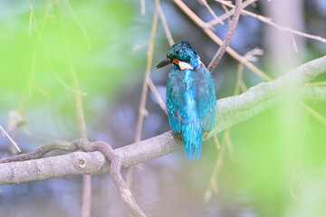 樹の枝に留まるカワセミ