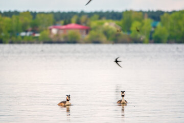 Two Great Crested Grebes swim in the lake