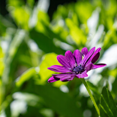 purple flower Blooming at summer time with Green leaves