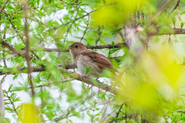 Thrush Nightingale, Luscinia luscinia. A bird sits on a tree branch and sings