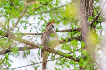 Thrush Nightingale, Luscinia luscinia. A bird sits on a tree branch and sings