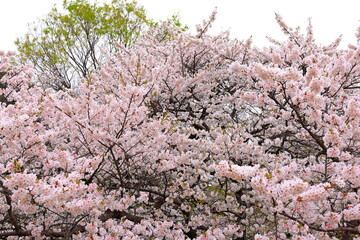 Shinjuku Gyoen National Garden with spring cherry blossom (sakura) in Shinjuku City, Tokyo, japan