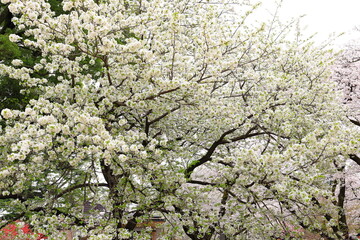 Shinjuku Gyoen National Garden with spring cherry blossom (sakura) in Shinjuku City, Tokyo, japan