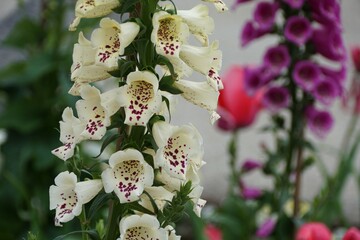 Closeup of cream color of foxglove flowers in the Spring © Khairil
