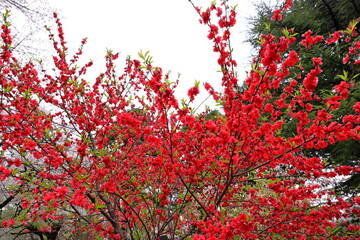 Shinjuku Gyoen National Garden with spring cherry blossom (sakura) in Shinjuku City, Tokyo, japan