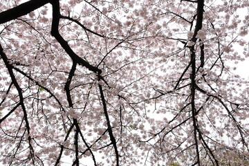 Shinjuku Gyoen National Garden with spring cherry blossom (sakura) in Shinjuku City, Tokyo, japan
