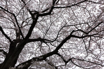 Shinjuku Gyoen National Garden with spring cherry blossom (sakura) in Shinjuku City, Tokyo, japan