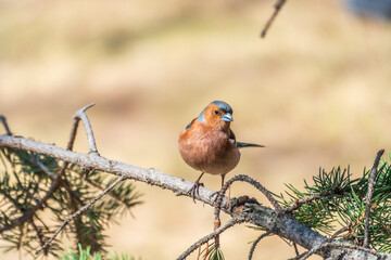 Common chaffinch, Fringilla coelebs, sits on a tree. Common chaffinch in wildlife.