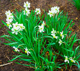 daffodils bloom in the garden in early spring