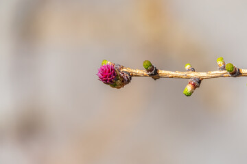 Larch tree fresh pink cones blossom at spring on nature background