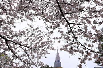 Shinjuku Gyoen National Garden with spring cherry blossom (sakura) in Shinjuku City, Tokyo, japan