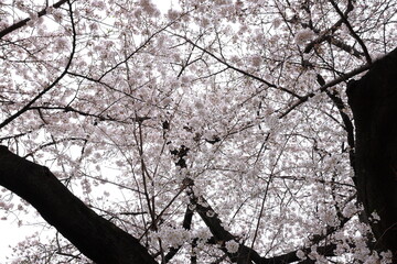 Shinjuku Gyoen National Garden with spring cherry blossom (sakura) in Shinjuku City, Tokyo, japan
