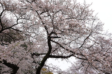 Shinjuku Gyoen National Garden with spring cherry blossom (sakura) in Shinjuku City, Tokyo, japan