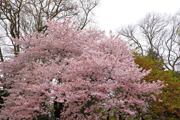 Shinjuku Gyoen National Garden with spring cherry blossom (sakura) in Shinjuku City, Tokyo, japan