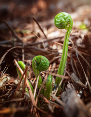 An close-up of a fern frond unfurling on a forest floor in early spring