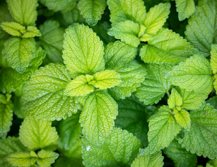 Close up of a bright green fresh Lemon Balm plant in a garden
