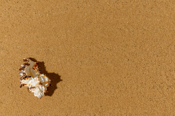 Seashell on the sand. View from above. Place for text.