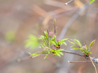 Small buds of sambucus racemosa in early spring time.