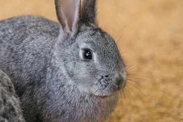cute gray rabbit on the ground