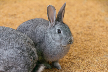 cute gray rabbit on the ground