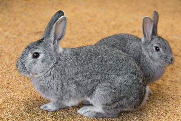 cute gray rabbit on the ground