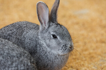 cute gray rabbit on the ground
