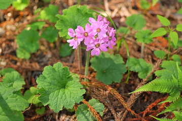 林床に咲くカッコソウ