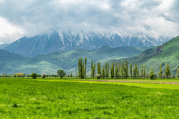 Green grass on the field, green mountains and snow-capped peaks with a cloudy gray sky. Nature of Kyrgyzstan.