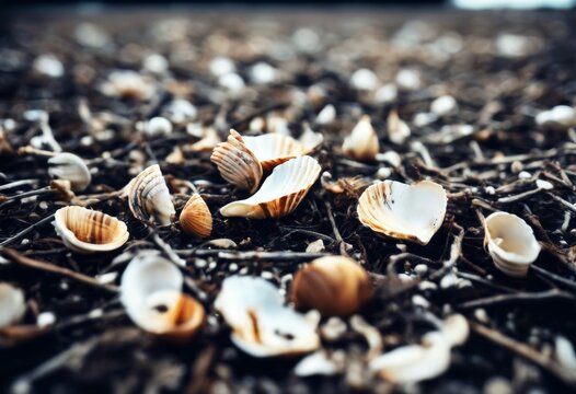 Ground Shell Imágenes de