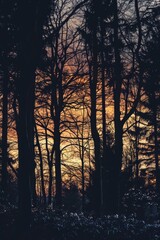 Obraz premium Wander through the enchanting silhouette of a forest at sunset, where the trees stand tall and dark against the fiery sky, Generative AI