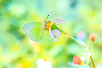 A pastel yellow butterfly sucks nectar from a small flower