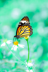 A common tiger butterfly sucks nectar from a small flower