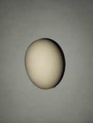egg